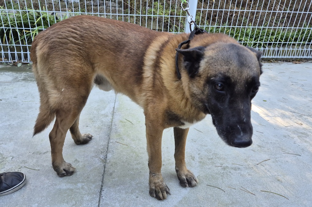 보호중 벨지안 셰퍼…